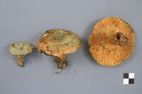 Lactarius deterrimus image